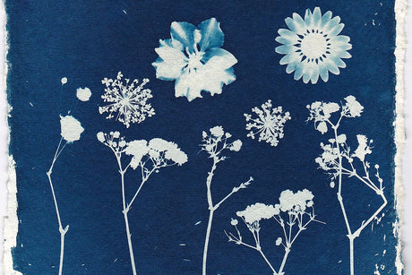 flowers used to make a canotype image
