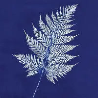 A leaf captured using cyanotype